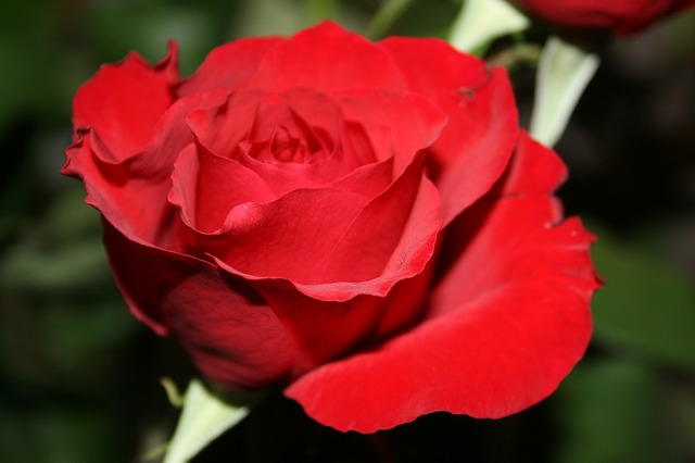 image of red flower