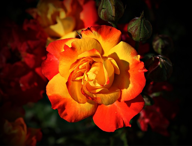image of red and yellow flower