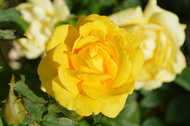 image of yellow flower